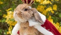 娱乐吃瓜兔子视频大全