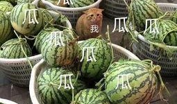 娱乐吃瓜酱竹编